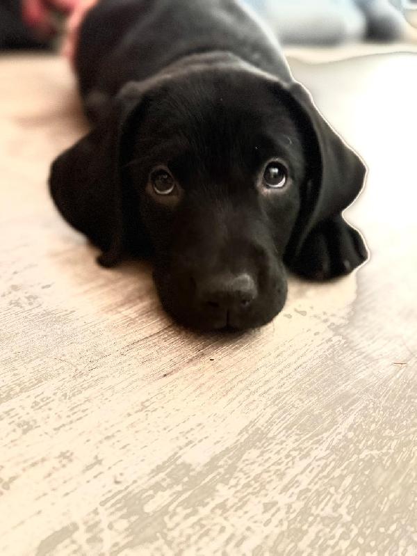 Labrador Retriever
