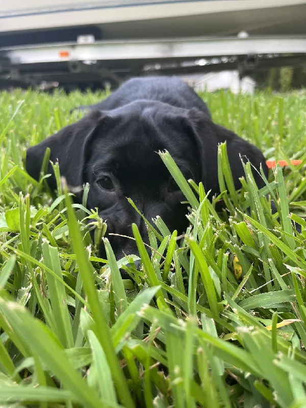 DUKES TEXAS HOWDY- ROGERO’S DIXIE AKC LABS Labrador Retriever