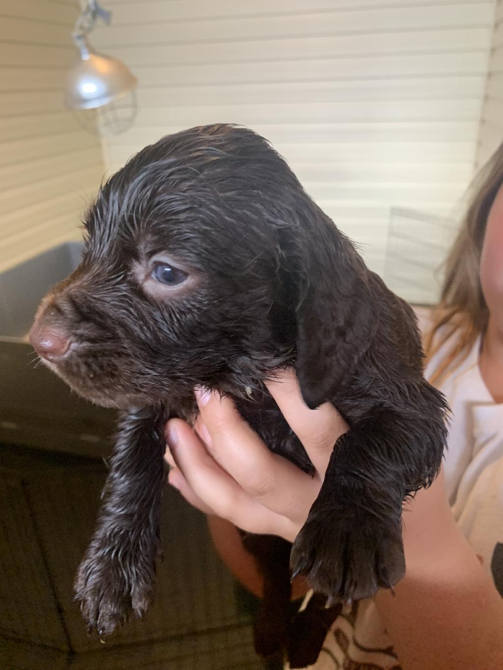 English Cocker Spaniel