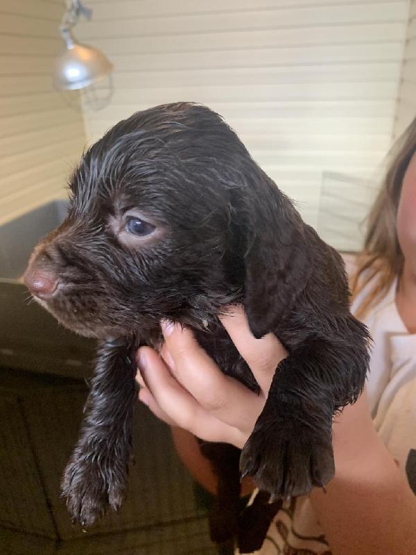 English Cocker Spaniel