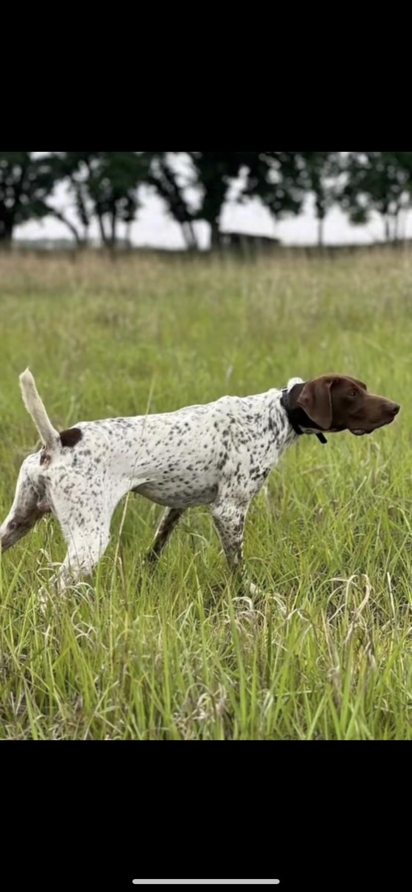 German Shorthaired Pointer