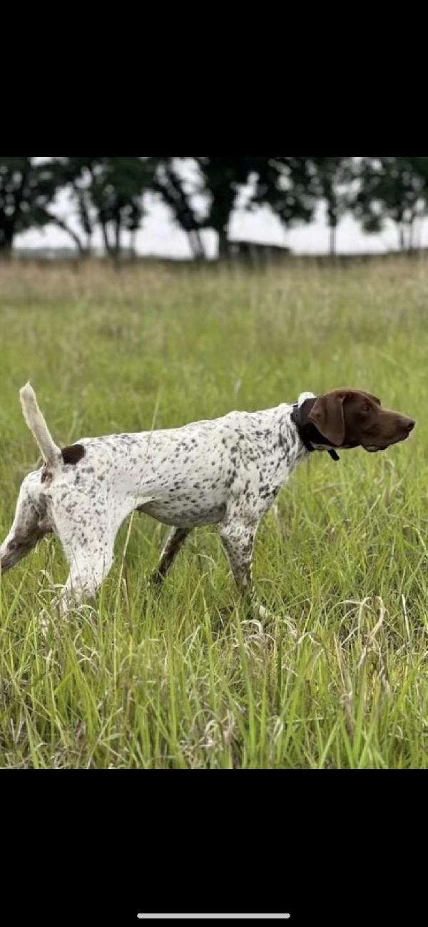 German Shorthaired Pointer
