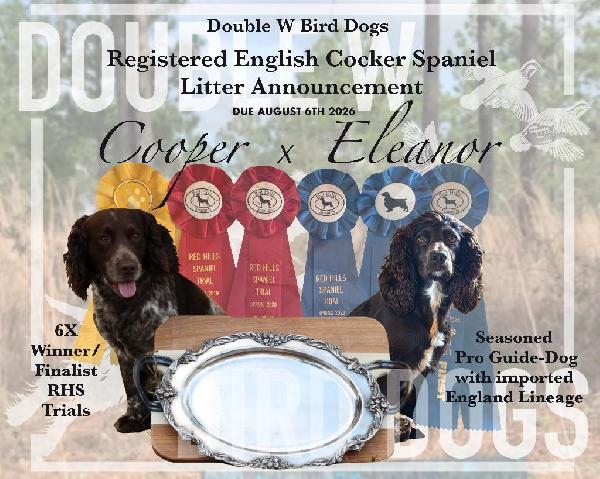 6X CHAMPION AND TRUE ENGLISH BLOODLINE English Cocker Spaniel