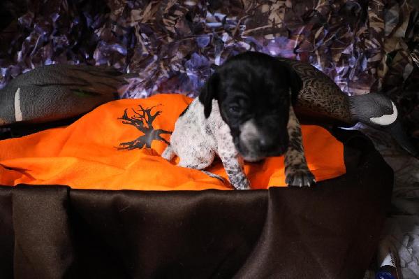 German Shorthaired Pointer