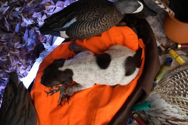 German Shorthaired Pointer