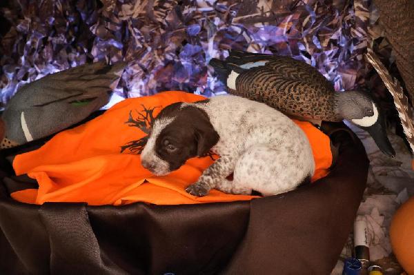 German Shorthaired Pointer