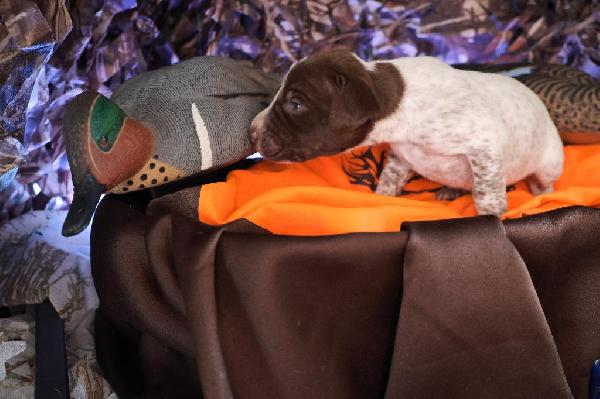 German Shorthaired Pointer