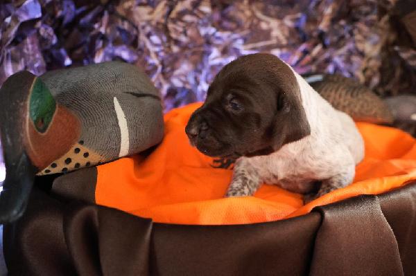 German Shorthaired Pointer
