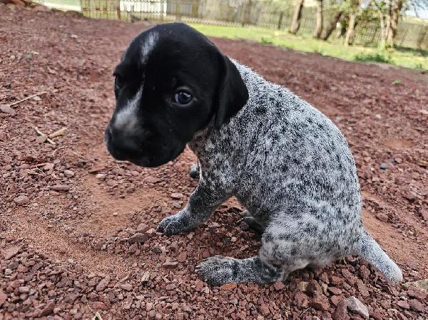 German Shorthaired Pointer