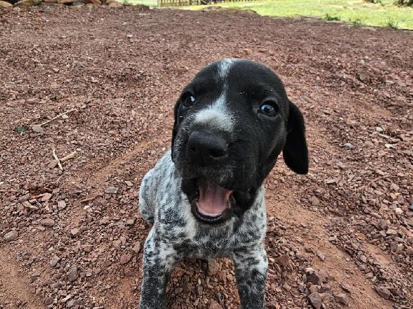 German Shorthaired Pointer