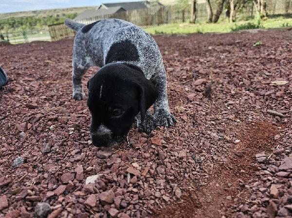 German Shorthaired Pointer