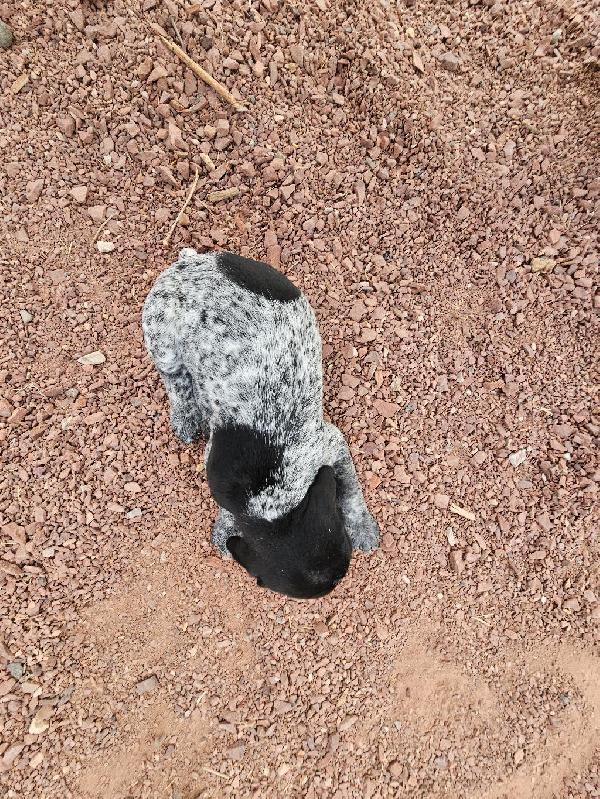 German Shorthaired Pointer