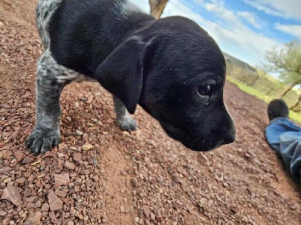 German Shorthaired Pointer