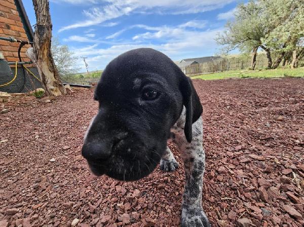 German Shorthaired Pointer