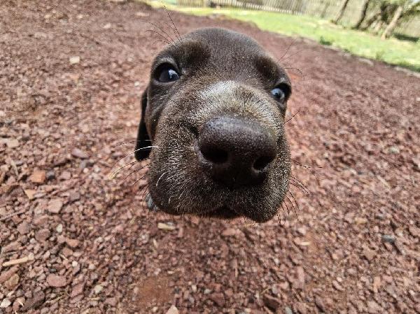 German Shorthaired Pointer
