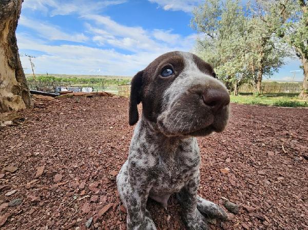 German Shorthaired Pointer