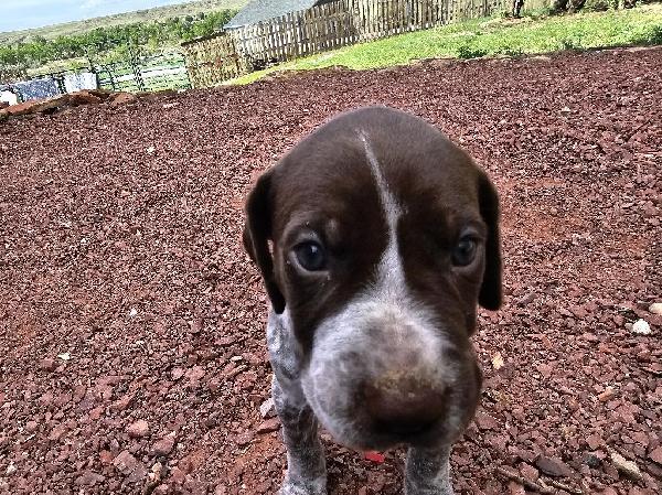German Shorthaired Pointer