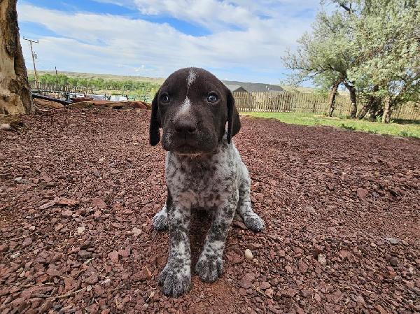 German Shorthaired Pointer