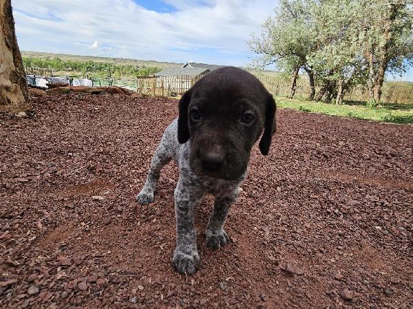 German Shorthaired Pointer