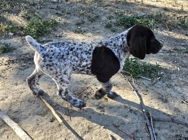 German Shorthaired Pointer