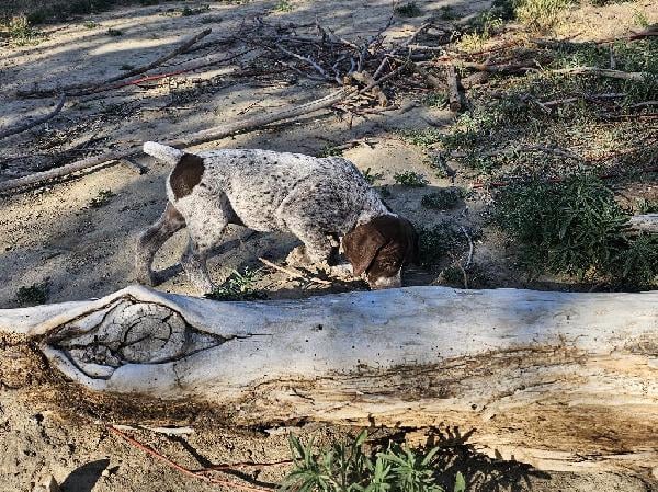 German Shorthaired Pointer