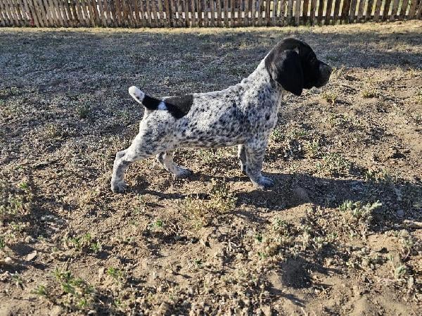 German Shorthaired Pointer