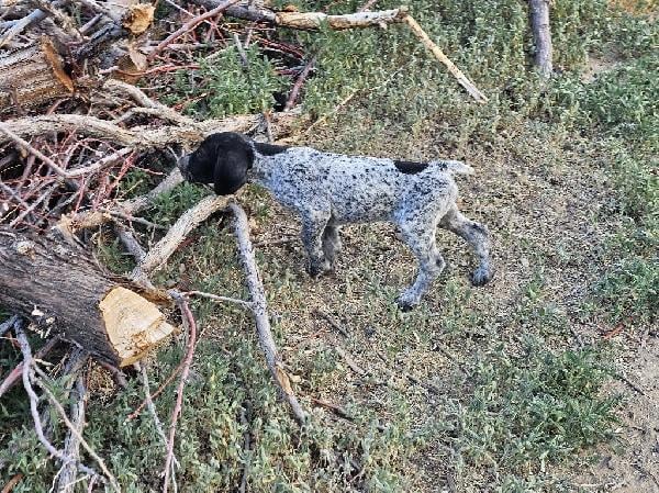 German Shorthaired Pointer