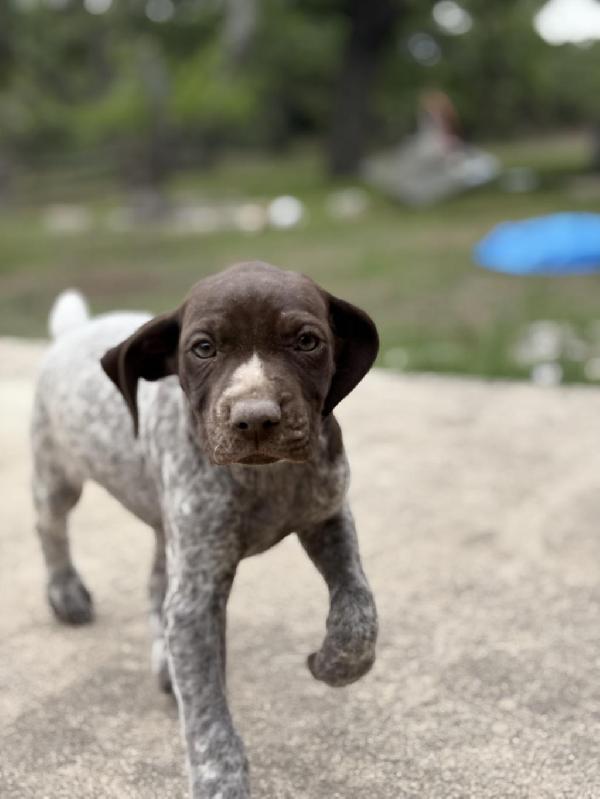 German Shorthaired Pointer