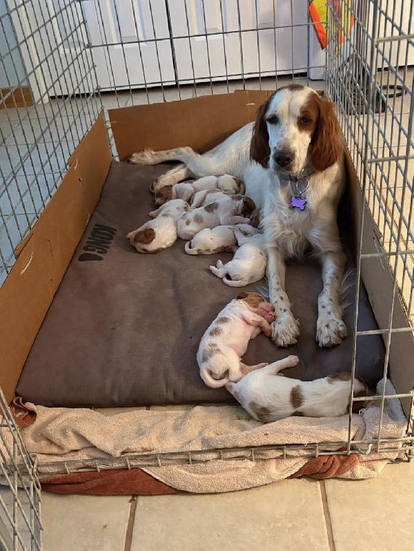 Irish Red and White Setter