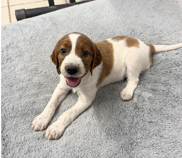 Irish Red and White Setter