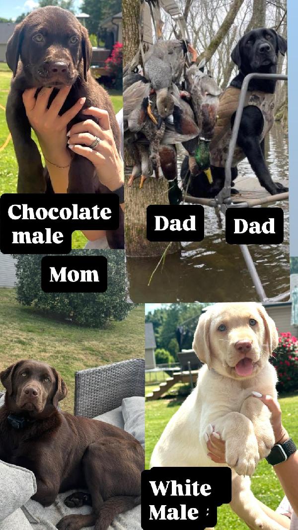 Labrador Retriever