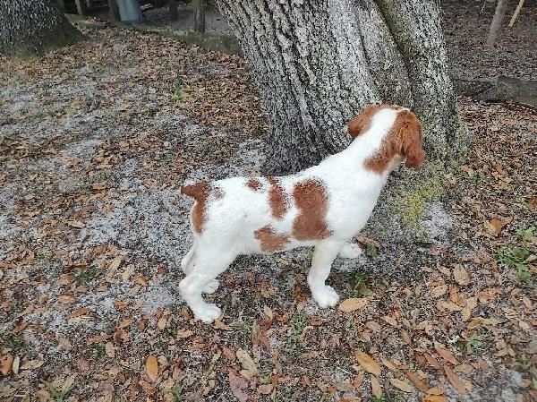 American Brittany