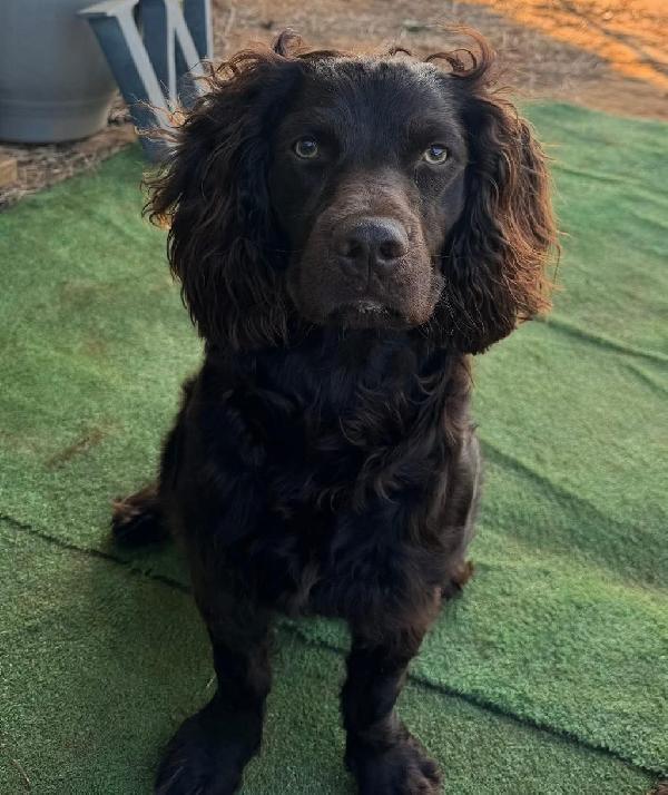 Boykin Spaniels