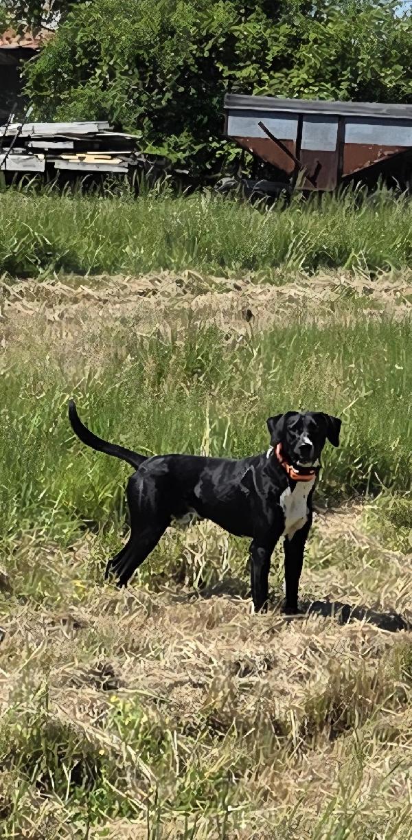 English Pointer