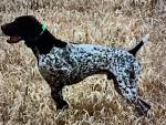 IMG_0453.jpeg