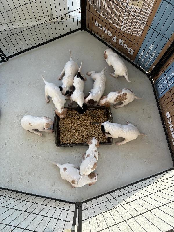 English Pointer