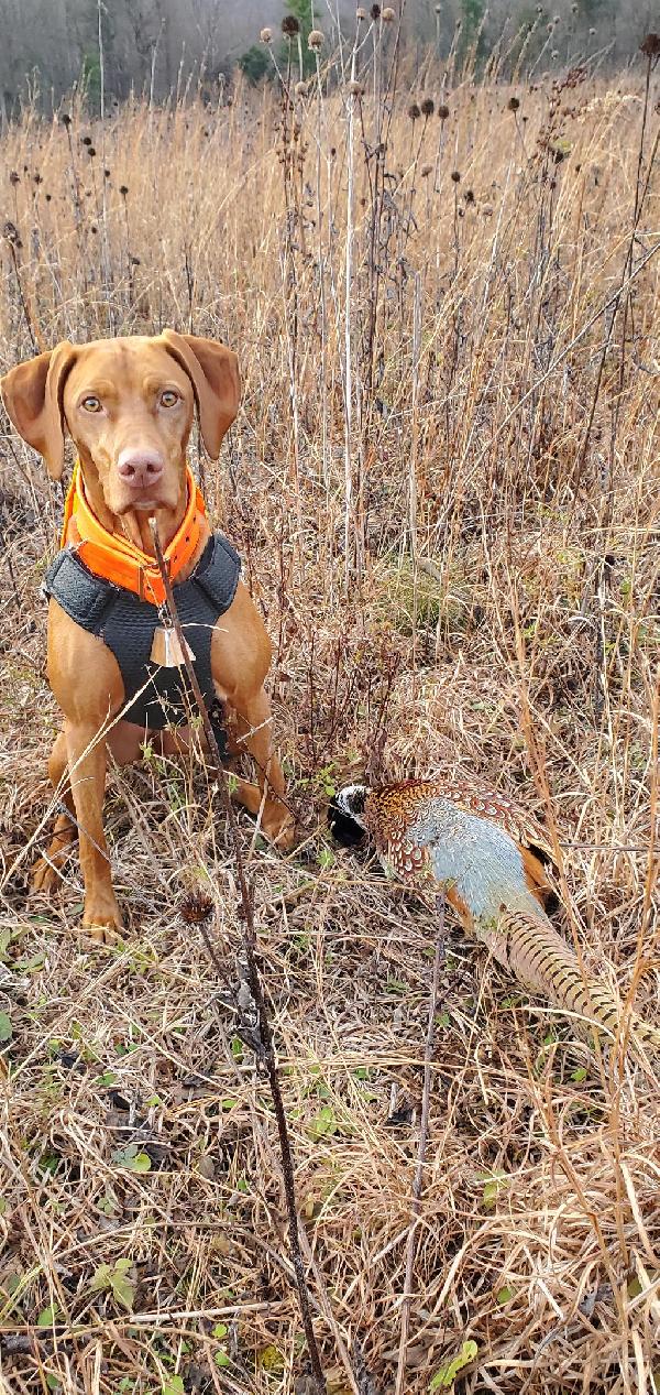 Hungarian Vizsla