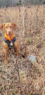 VIZSLA LITTER ANNOUNCEMENT