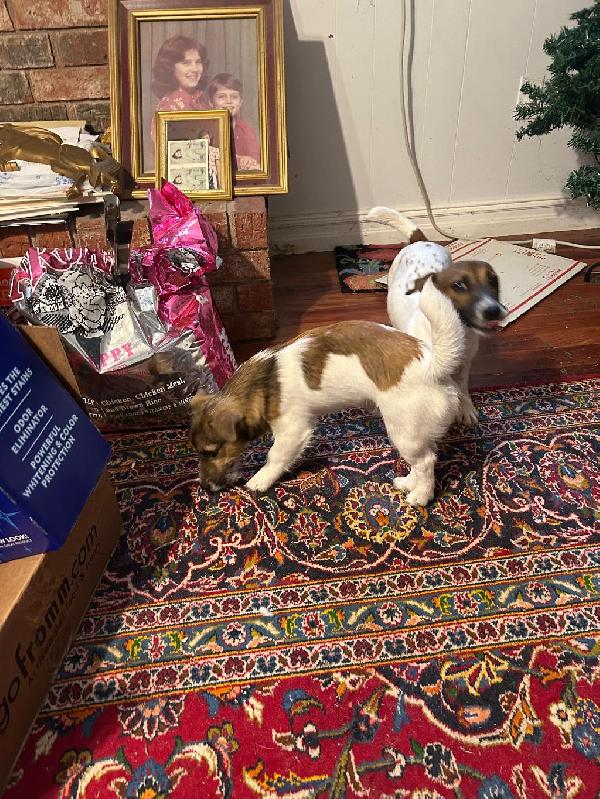 Jack Russell