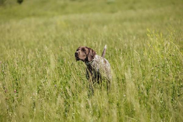 NAVHDA GERMAN SHORTHAIR PUPS German Shorthaired Pointer