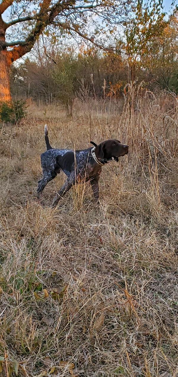 GHOST THE SIRE