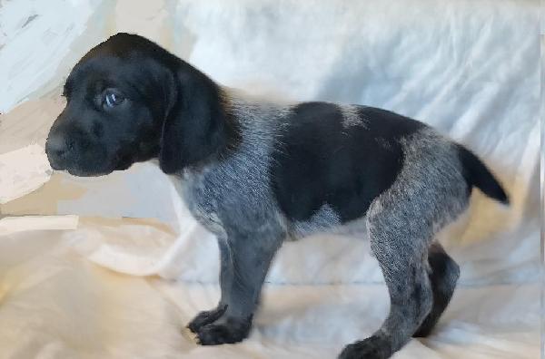 NAVHDA GERMAN SHORTHAIR PUP MALE #3 German Shorthaired Pointer