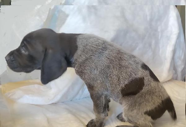 German Shorthaired Pointer