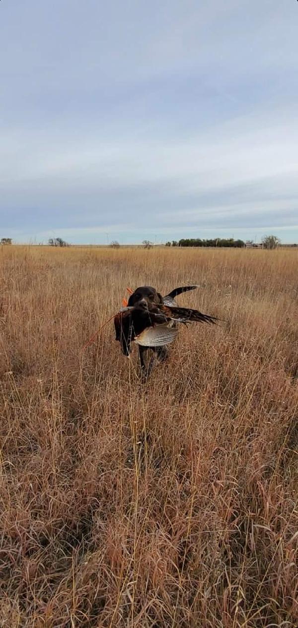 NAVHDA GERMAN SHORTHAIR PUP MALE #3