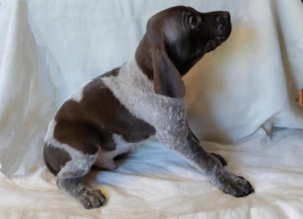 German Shorthaired Pointer