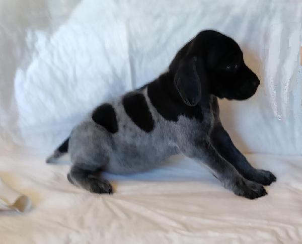 German Shorthaired Pointer