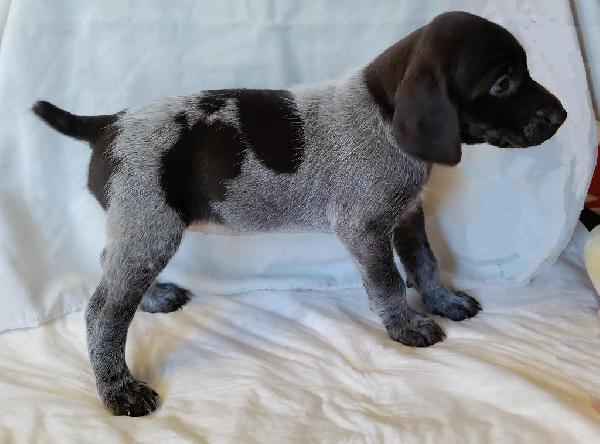 German Shorthaired Pointer