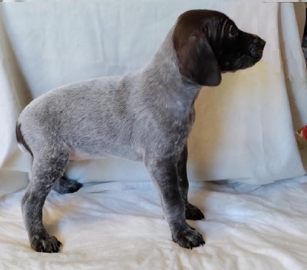 German Shorthaired Pointer