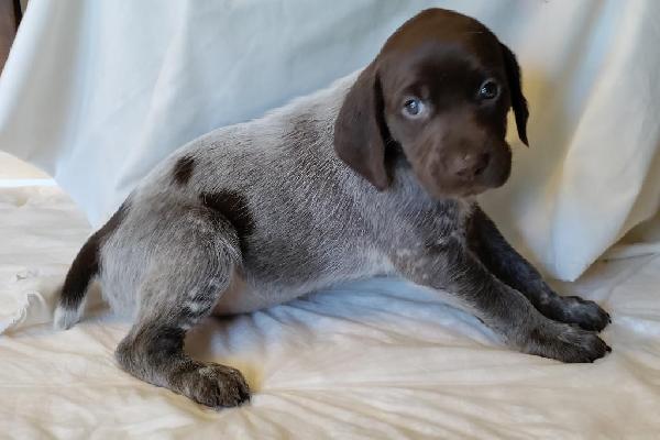 German Shorthaired Pointer
