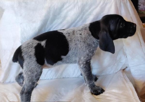 German Shorthaired Pointer